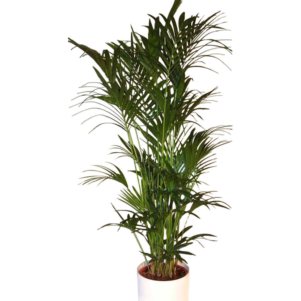 Howeia_Palme_kle_4b72bbc09a3a6.jpg