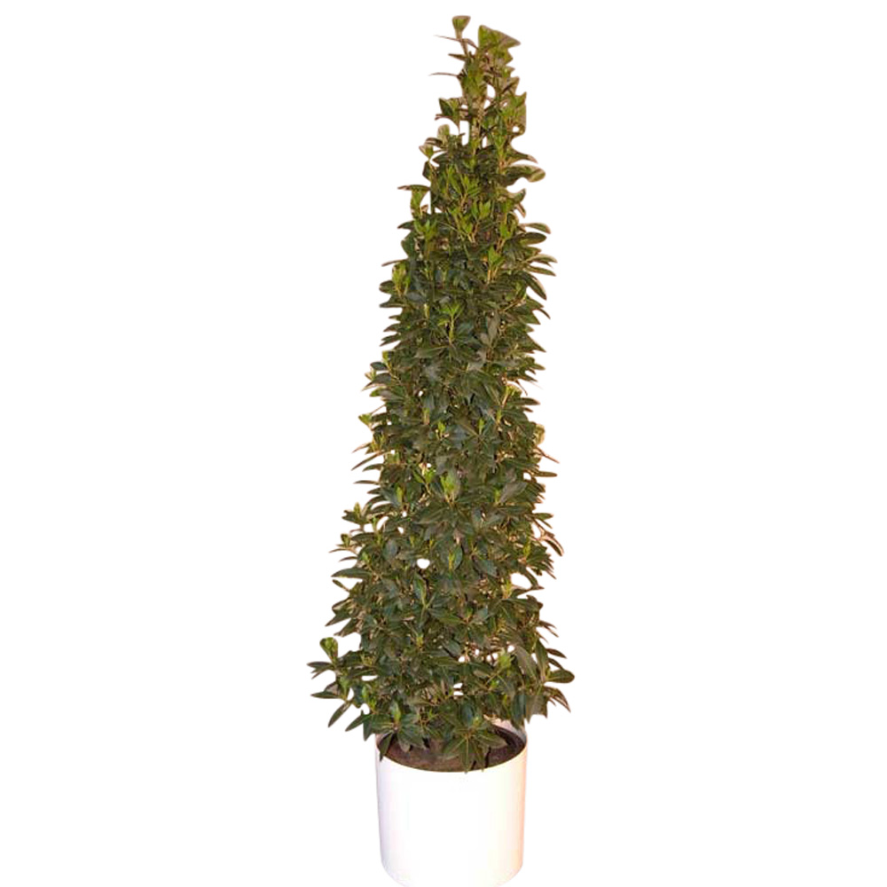 Lorbeer_Pyramide_4b72bae0171fe.jpg